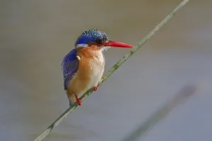 Malachite Kingfisher (Alcedo cristata)