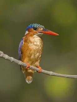 Malachite Kingfisher (Corythornis cristatus)