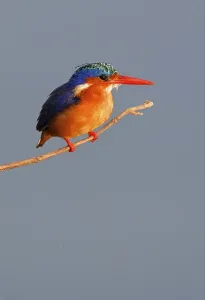 Malachite malachite kingfisher (Alcedo cristata) adult