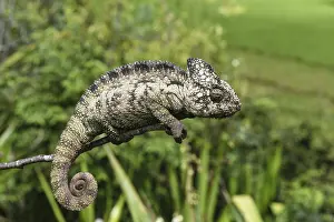 Malagasy giant chameleon (Furcifer oustaleti)