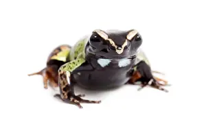 Malagasy painted mantella, Mantella madagascariensis