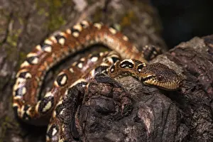 Malagasy Tree Boa (Sanzinia madagascariensis volontany) meanders along the tree