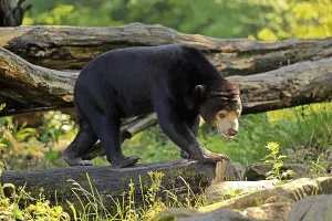 Malayan bear (Helarctos malayanus)