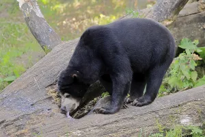 Malayan bear (Helarctos malayanus)