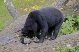 Malayan bear (Helarctos malayanus)
