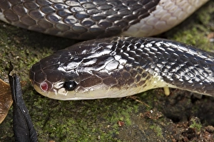 Malayan krait (Bungarus candidus), Thailand, Asia