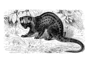 Malayan palm roller, asian palm civet (Paradoxurus hermaphroditus)