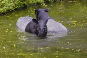 Two Malayan tapir (Acrocodia indica)