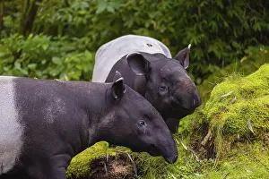 Two Malayan tapir (Acrocodia indica)