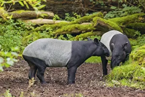 Two Malayan tapir (Acrocodia indica)