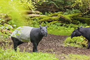 Two Malayan tapir (Acrocodia indica)