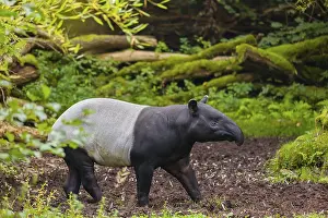 A Malayan tapir (Acrocodia indica) runs across a clearing