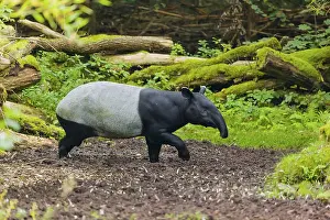A Malayan tapir (Acrocodia indica) runs across a clearing