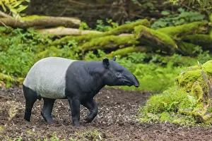 A Malayan tapir (Acrocodia indica) runs across a clearing
