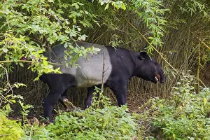 A Malayan tapir (Acrocodia indica) stands in the dense riparian vegetation of a river