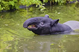A Malayan tapir (Acrocodia indica) stands in the shallow water of a river
