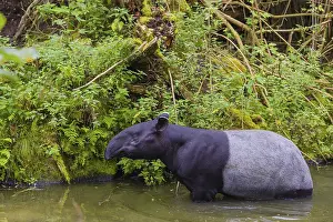 A Malayan tapir (Acrocodia indica) stands in the shallow waters of a river