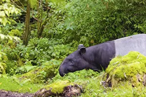 A Malayan tapir (Acrocodia indica) stands in a small clearing looking for food