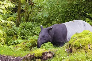 A Malayan tapir (Acrocodia indica) stands in a small clearing looking for food