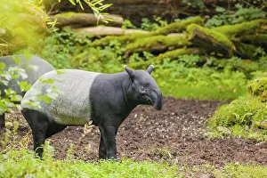 A Malayan tapir (Acrocodia indica) stands in a small forest clearing