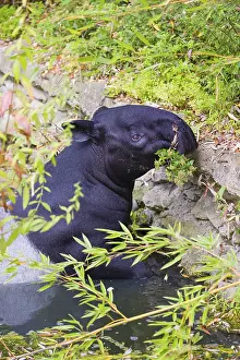A Malayan tapir (Acrocodia indica) swims in a river and eats from the dense riparian vegetation