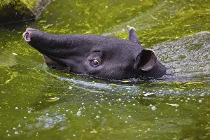 A Malayan tapir (Acrocodia indica) swims in a river and looks for food at the riparian vegetation