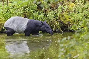 A Malayan tapir (Acrocodia indica) walks through the shallow waters of a river