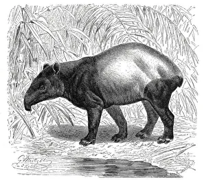 Malayan tapir, also called Asian tapir