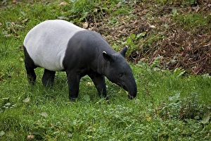 Malayan Tapir (tapirus indicus), Adult