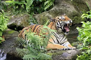 Malaysia tiger (Panthera tigris jacksoni)