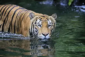 Malaysia tiger (Panthera tigris jacksoni)