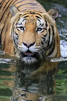 Malaysia tiger (Panthera tigris jacksoni)