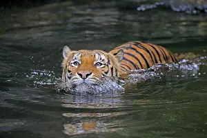 Malaysia tiger (Panthera tigris jacksoni)