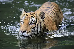 Malaysia tiger (Panthera tigris jacksoni)