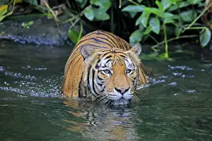 Malaysia tiger (Panthera tigris jacksoni)