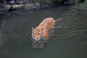 Malaysia tiger (Panthera tigris jacksoni)