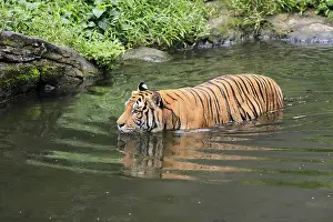 Malaysia tiger (Panthera tigris jacksoni)