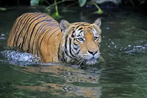 Malaysia tiger (Panthera tigris jacksoni)