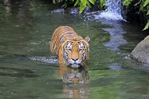 Malaysia tiger (Panthera tigris jacksoni)