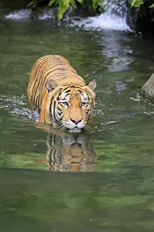 Malaysia tiger (Panthera tigris jacksoni)