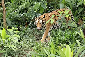 Malaysia tiger (Panthera tigris jacksoni)