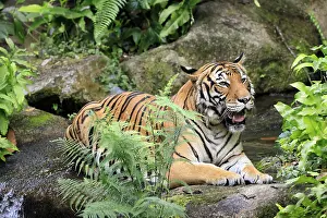 Malaysia tiger (Panthera tigris jacksoni)