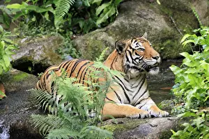 Malaysia tiger (Panthera tigris jacksoni)