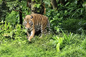 Malaysia tiger (Panthera tigris jacksoni)