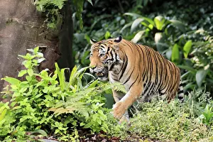 Malaysia tiger (Panthera tigris jacksoni)