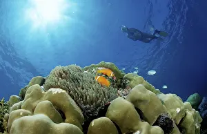 Maldives anemonefish and snorkeller