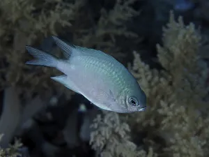 Maldives damselfish (Amblyglyphidodon indicus)