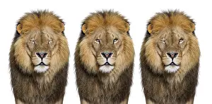 Male adult lion looking at the camera
