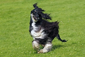 Male Afghan Hound (Canis lupus familiaris)