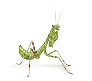 Male African Pinstripe Mantis - Miomantis binotata